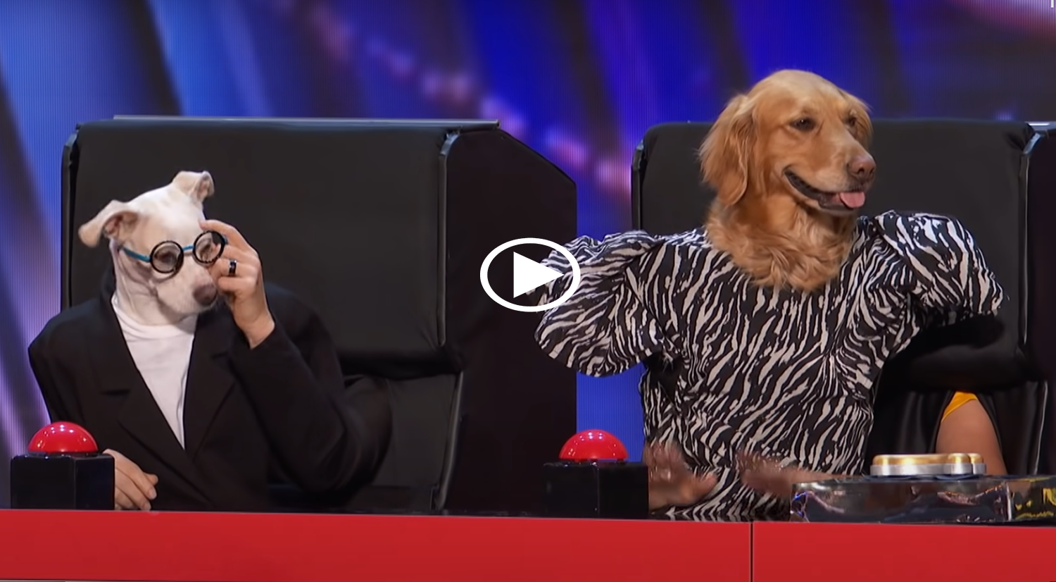 ‘America’s Got Talent’ Dog Act is Most Confusing Yet Intriguing Thing