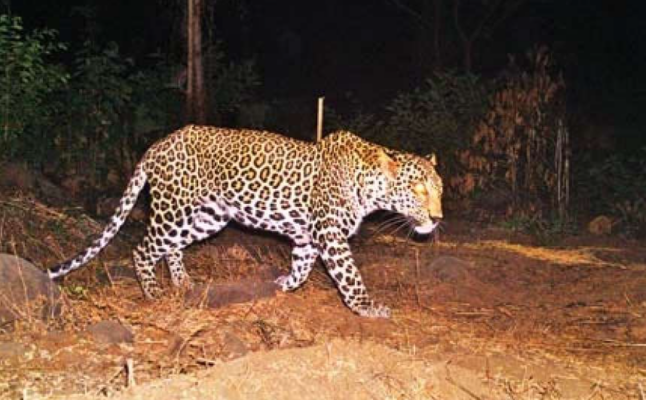 Indian woman chases leopard to save her 6-year-old son - Natural Method