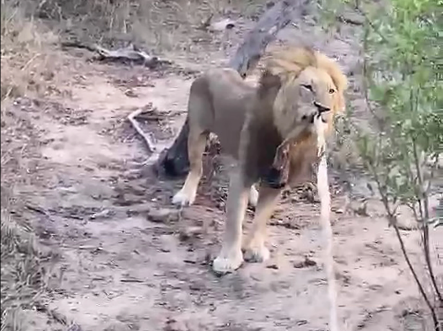 Exciting moment South African lions play 